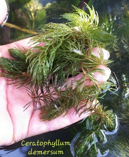 Steli ceratophyllum - 25,