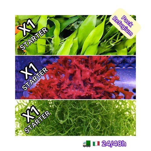 Novità mini pack alghe - ✅novitÀ!, x3