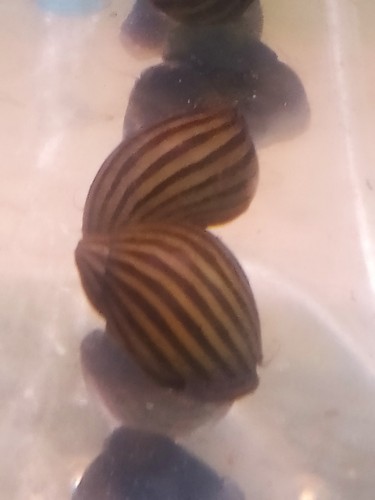 Lumaca neritina zebra mangia - neritina,