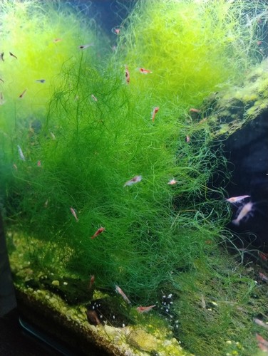 New alghe chaetomorpha - ✅new!alghe,
