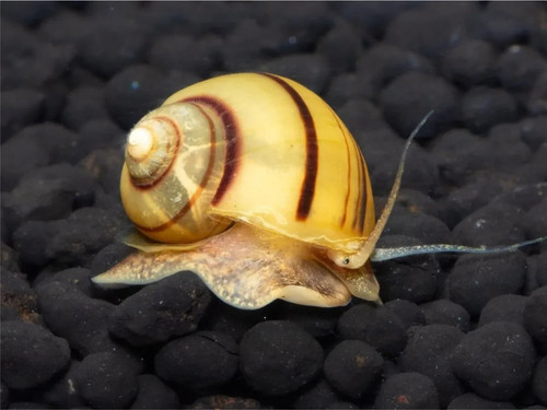 Lumaca acquario mangia alghe - acquario,