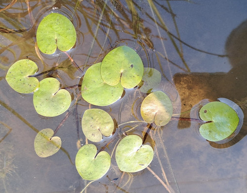 Morso rana hydrocharis - morso, di